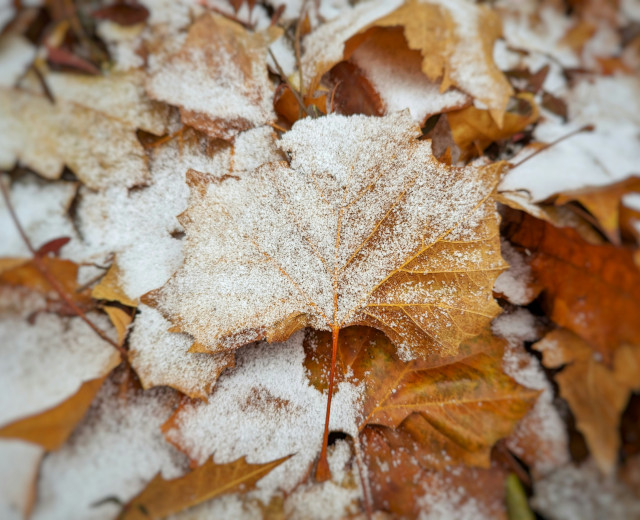 frosted over leaves